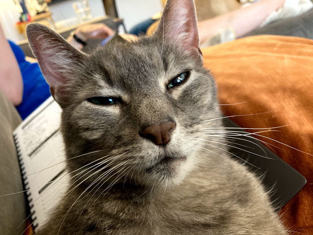 Cork, gray Russian Blue cat